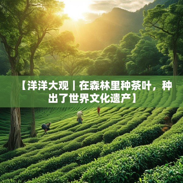 【洋洋大观｜在森林里种茶叶，种出了世界文化遗产】